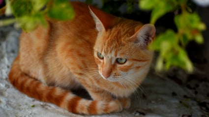 Illustration : Au milieu d&rsquo;une repr&eacute;sentation de Rom&eacute;o et Juliette, un chat intervient sur sc&egrave;ne et gratte la t&ecirc;te de l&rsquo;acteur (vid&eacute;o)
