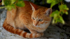 Illustration : Au milieu d&rsquo;une repr&eacute;sentation de Rom&eacute;o et Juliette, un chat intervient sur sc&egrave;ne et gratte la t&ecirc;te de l&rsquo;acteur (vid&eacute;o)