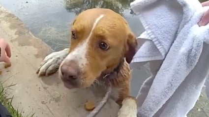 Illustration : Tomb&eacute;e dans l'&eacute;tang d'un terrain de golf cette chienne &eacute;puis&eacute;e est secourue par la police (vid&eacute;o)