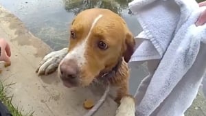 Illustration : Tomb&eacute;e dans l'&eacute;tang d'un terrain de golf cette chienne &eacute;puis&eacute;e est secourue par la police (vid&eacute;o)