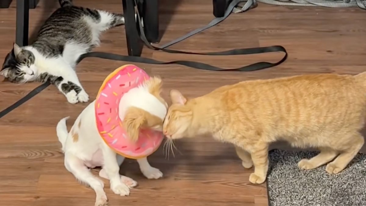 Illustration : "« C'est son infirmière qui prend de ses nouvelles », ce chat dorlote un chiot en famille d’accueil après une opération (vidéo)"