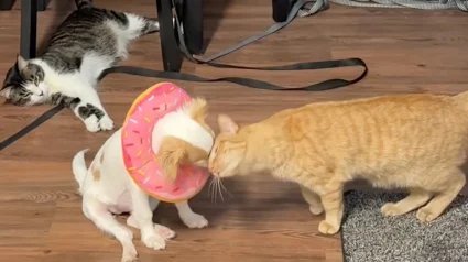 Illustration : &laquo; C'est son infirmi&egrave;re qui prend de ses nouvelles &raquo;, ce chat dorlote un chiot en famille d&rsquo;accueil apr&egrave;s une op&eacute;ration (vid&eacute;o)