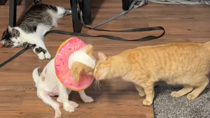 Illustration : « C'est son infirmière qui prend de ses nouvelles », ce chat dorlote un chiot en famille d’accueil après une opération (vidéo)