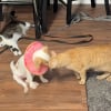 Illustration : &laquo; C'est son infirmi&egrave;re qui prend de ses nouvelles &raquo;, ce chat dorlote un chiot en famille d&rsquo;accueil apr&egrave;s une op&eacute;ration (vid&eacute;o)