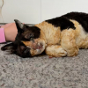 Illustration : &laquo; C'est une gu&eacute;rison incroyable &raquo;, une chatte gravement br&ucirc;l&eacute;e dans un incendie retrouve un corps normal 3 mois plus tard (vid&eacute;o)