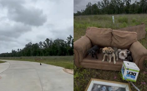 Un chiot envoyé en éclaireur attire l'attention d'une bénévole qu'il guide vers ses frères et sœurs couchés sur un canapé en bord de route