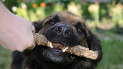 Illustration : Vrai ou faux : les chiens peuvent-ils m&acirc;cher des bouts de bois pour se nettoyer les dents ?