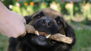 Illustration : "Vrai ou faux : les chiens peuvent-ils mâcher des bouts de bois pour se nettoyer les dents ?"