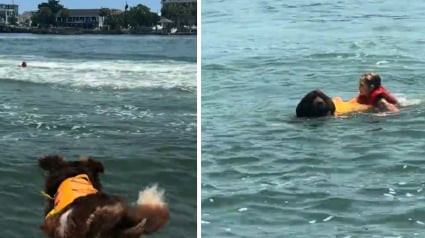 Illustration : Tomb&eacute;e dans l'eau depuis un bateau, cette femme est imm&eacute;diatement secourue par son chien Terre-Neuve (vid&eacute;o)