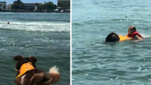 Illustration : Tombée dans l'eau depuis un bateau, cette femme est immédiatement secourue par son chien Terre-Neuve (vidéo)