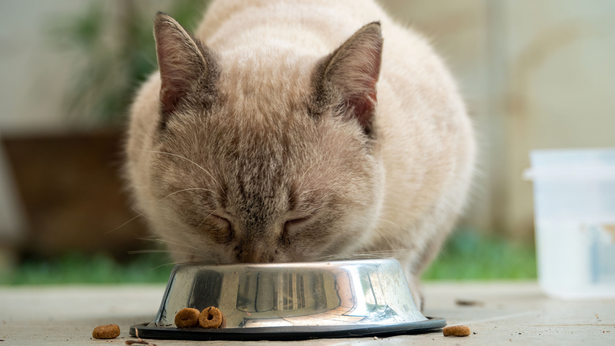Illustration : "La science prouve que le chat est le seul animal qui refuse de travailler pour manger"