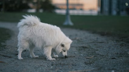 Illustration : Pourquoi votre chien l&egrave;che-t-il l'urine de ses cong&eacute;n&egrave;res dans la rue ?