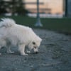 Illustration : Pourquoi votre chien l&egrave;che-t-il l'urine de ses cong&eacute;n&egrave;res dans la rue ?