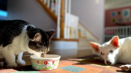 Illustration : Est-il possible de nourrir un chat avec des croquettes pour chien ?