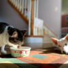 Illustration : Est-il possible de nourrir un chat avec des croquettes pour chien ?