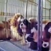 Illustration : 33 Cavaliers King Charles n&eacute;glig&eacute;s, dont 21 &eacute;taient enferm&eacute;s dans un camion de location, sauv&eacute;s par la police