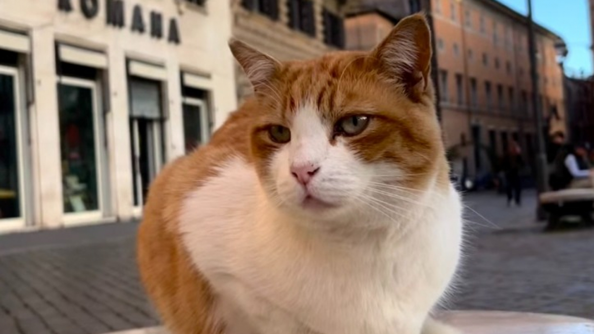 Illustration : "À Rome, un nouveau running tour vous emmène sur les traces des chats de la ville (vidéo)"