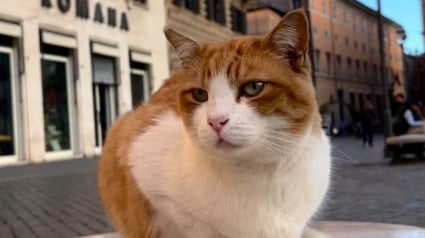 Illustration : &Agrave; Rome, un nouveau running tour vous emm&egrave;ne sur les traces des chats de la ville (vid&eacute;o)