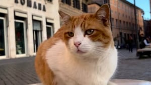 Illustration : "À Rome, un nouveau running tour vous emmène sur les traces des chats de la ville (vidéo)"