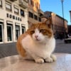 Illustration : &Agrave; Rome, un nouveau running tour vous emm&egrave;ne sur les traces des chats de la ville (vid&eacute;o)