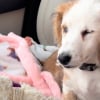 Illustration : Malgr&eacute; sa c&eacute;cit&eacute; cette chienne Teckel s'oriente au bruit pour jouer avec les autres chiens de sa famille d'accueil (vid&eacute;o)