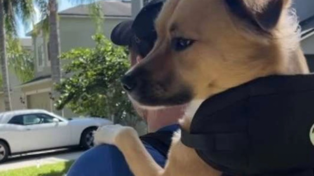 Illustration : "Récemment arrivé dans sa nouvelle famille, ce chien à 3 pattes profite pleinement de sa promenade bien installé dans un sac (vidéo)"