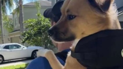 Illustration : R&eacute;cemment arriv&eacute; dans sa nouvelle famille, ce chien &agrave; 3 pattes profite pleinement de sa promenade bien install&eacute; dans un sac (vid&eacute;o)