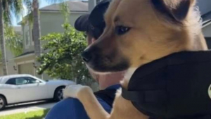 Illustration : Récemment arrivé dans sa nouvelle famille, ce chien à 3 pattes profite pleinement de sa promenade bien installé dans un sac (vidéo)