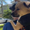 Illustration : R&eacute;cemment arriv&eacute; dans sa nouvelle famille, ce chien &agrave; 3 pattes profite pleinement de sa promenade bien install&eacute; dans un sac (vid&eacute;o)