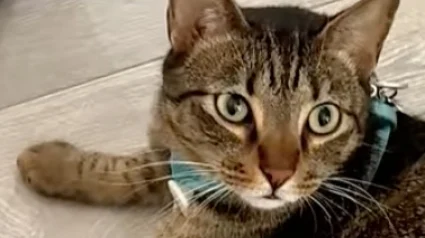 Illustration : Un chat demande &agrave; sa ma&icirc;tresse de lui mettre sa laisse pour aller retrouver son meilleur ami qui est un chien (vid&eacute;o)