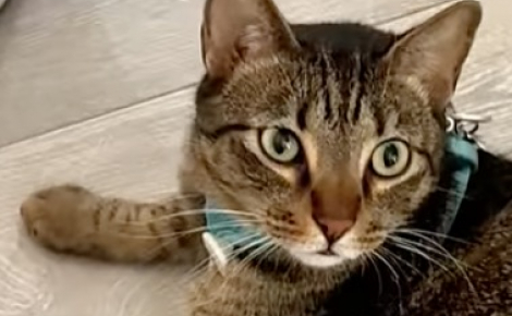 Un chat demande à sa maîtresse de lui mettre sa laisse pour aller retrouver son meilleur ami qui est un chien (vidéo)