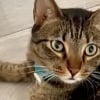 Illustration : Un chat demande &agrave; sa ma&icirc;tresse de lui mettre sa laisse pour aller retrouver son meilleur ami qui est un chien (vid&eacute;o)