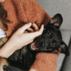 Illustration : Semaine Nationale de l&rsquo;Identification 2026 : pourquoi faire identifier son chien ou son chat est aussi important ?