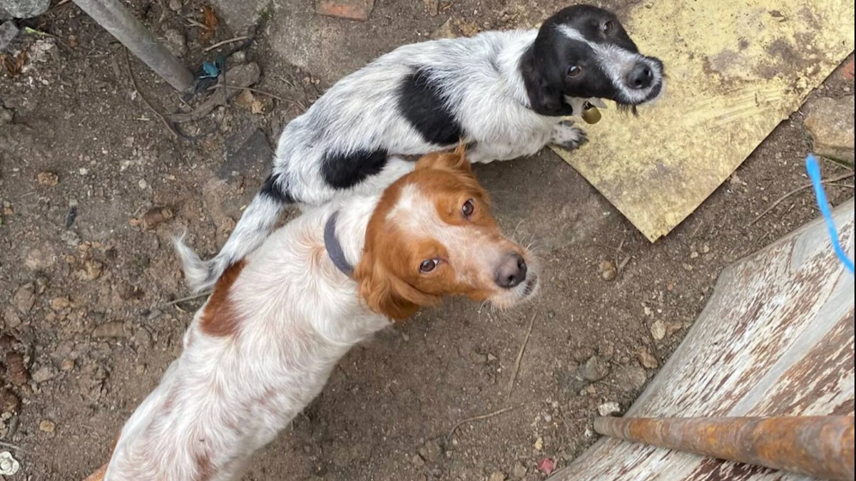 Illustration : "6 chiens de chasse vivant dans un enclos de fortune et un cabanon obscur sont secourus, leur détenteur menace leurs sauveurs"