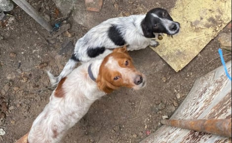 6 chiens de chasse vivant dans un enclos de fortune et un cabanon obscur sont secourus, leur détenteur menace leurs sauveurs