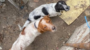 Illustration : "6 chiens de chasse vivant dans un enclos de fortune et un cabanon obscur sont secourus, leur détenteur menace leurs sauveurs"