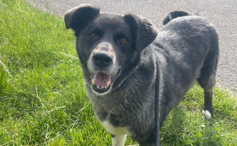 Depuis 3 longues années au refuge, ce chien attend d'être adopté par la famille de ses rêves