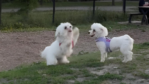 Illustration : En promenade au parc, une chienne se précipite vers sa sœur de portée qu’elle a quittée 1 an plus tôt (vidéo)