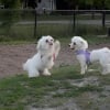 Illustration : En promenade au parc, une chienne se pr&eacute;cipite vers sa s&oelig;ur de port&eacute;e qu&rsquo;elle a quitt&eacute;e 1 an plus t&ocirc;t (vid&eacute;o)