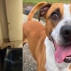 Illustration : Un homme dit pr&ecirc;t &agrave; assumer les cons&eacute;quences de ses actes apr&egrave;s s'&ecirc;tre introduit dans une propri&eacute;t&eacute; pour sauver un chien seul depuis 12 jours