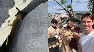 Illustration : Coinc&eacute; sous les rochers massifs d&rsquo;une jet&eacute;e, un chien est secouru gr&acirc;ce &agrave; un t&eacute;moin et aux agents animaliers qu'il a alert&eacute;s