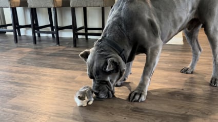 Illustration : Ce Cane Corso puissant et imposant devient le grand fr&egrave;re le plus doux d'un chaton plein d'&eacute;nergie (vid&eacute;o)