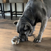 Illustration : Ce Cane Corso puissant et imposant devient le grand fr&egrave;re le plus doux d'un chaton plein d'&eacute;nergie (vid&eacute;o)
