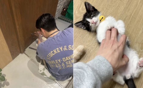 Alertés par les cris d’un chaton tombé derrière un mur de leur café, ils percent la cloison pour le sauver et l’adopter