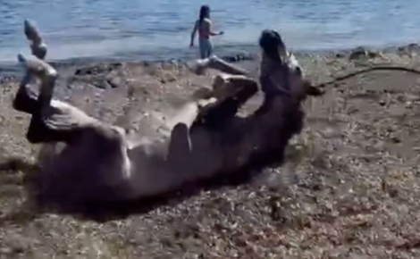 Heureux d'être sauvés, ces chevaux profitent d'une journée à la mer et se roulent sur la plage « comme des chiens » (vidéo)