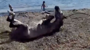 Illustration : Heureux d'être sauvés, ces chevaux profitent d'une journée à la mer et se roulent sur la plage « comme des chiens » (vidéo)