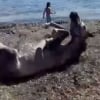 Illustration : Heureux d'&ecirc;tre sauv&eacute;s, ces chevaux profitent d'une journ&eacute;e &agrave; la mer et se roulent sur la plage &laquo; comme des chiens &raquo; (vid&eacute;o)