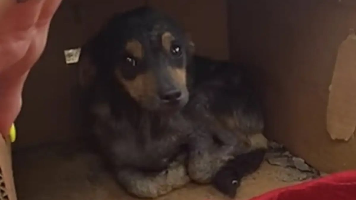 Illustration : "Caché dans un carton pour s'abriter de la pluie, ce chiot errant révèle son caractère enjoué après son sauvetage et attend sagement d'être adopté"