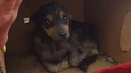 Illustration : Cach&eacute; dans un carton pour s'abriter de la pluie, ce chiot errant r&eacute;v&egrave;le son caract&egrave;re enjou&eacute; apr&egrave;s son sauvetage et attend sagement d'&ecirc;tre adopt&eacute;