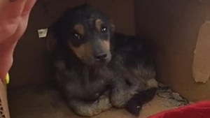 Illustration : Cach&eacute; dans un carton pour s'abriter de la pluie, ce chiot errant r&eacute;v&egrave;le son caract&egrave;re enjou&eacute; apr&egrave;s son sauvetage et attend sagement d'&ecirc;tre adopt&eacute;